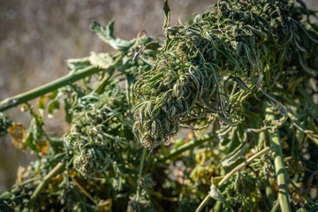 Marijuana plants being dried and harvested on a farm in  Southern Oregon.