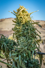 Marijuana plants being dried and harvested on a farm in  Southern Oregon.