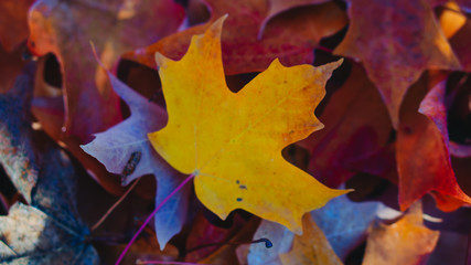 Fototapeta na wymiar Golden Maple leaf on a bed of fall leaves in Southern Oregon