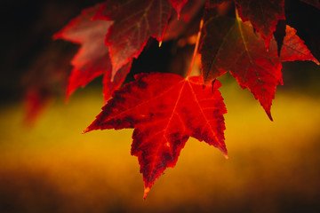 Colorful fall leaves on a beautiful autumn morning in Southern Oregon
