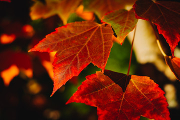 Fototapeta na wymiar Colorful fall leaves on a beautiful autumn morning in Southern Oregon