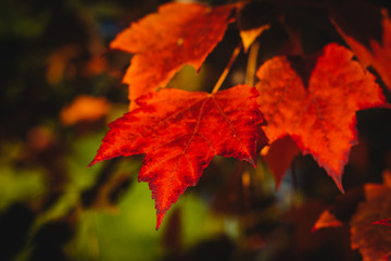 Colorful fall leaves on a beautiful autumn morning in Southern Oregon