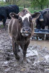 brown and white cow in pasture feed lot on farm