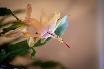 Close-up of a False Christmas Cactus bloosom