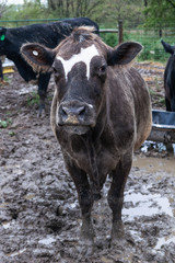 brown and white cow in pasture feed lot on farm