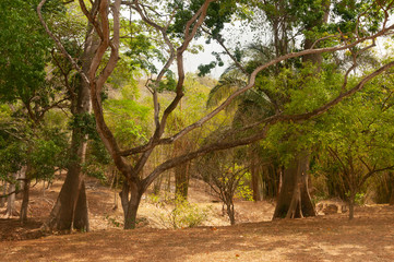 Fototapeta na wymiar Trees in Trinidad and Tobago