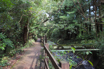 Fototapeta premium 対島川（静岡県伊東市）