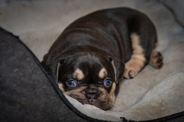 French Bulldog puppies who just opened their eyes for the first time.