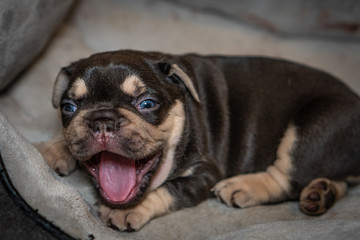 French Bulldog puppies who just opened their eyes for the first time.