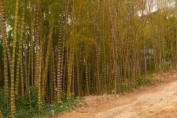 Bamboo growing in Trinidad