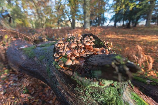 Closeup Shot Of A Lot Of Mushrooms Grown In A Tree In The New Forest, Near Brockenhurst, UK