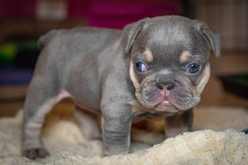 French Bulldog puppies who just opened their eyes for the first time.