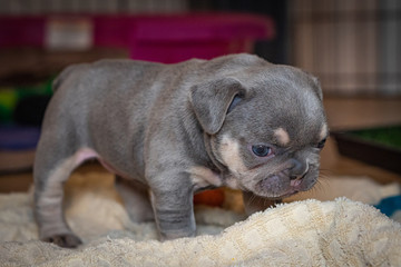 Lilac & tan French Bulldog puppy exploring her world on the first day her eyes are open