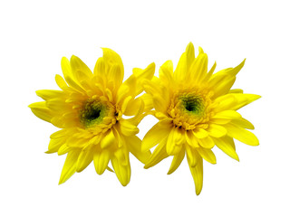 Gerbera or Dahlia flower for flower frame or other decoration. Yellow flower on white background. Seruni or Chrysanthemum flower isolated on white background.