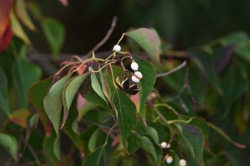 Obraz premium The Chinese tallow tree seeds / Chinese tallow tree (Triadica sebifera) are deciduous trees with beautiful autumn leaves and white seeds.