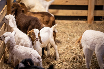 sheep in farm