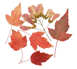Naklejka na ściany i meble Pressed and dried leaf maple tree, isolated on white. For use in scrapbooking, floristry or herbarium.