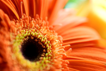 Orange Gerbera Daisy, Close-Up
