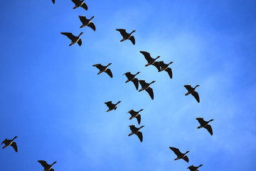 Snow Geese Migrating