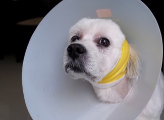 Health of pets sick and painful with dog and head protection collar. pet health care concept.