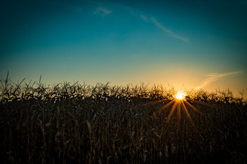 Sunset at a late season dried corn field at a farm in Southern  Oregon © just.b photography