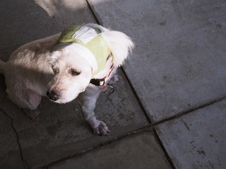 sick dog has wounds and green bandages on the head. Sitting on the cement floor