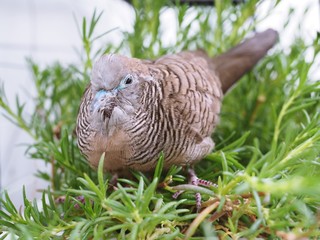 Java dove bird, pigeon bird nesting rest on small tree