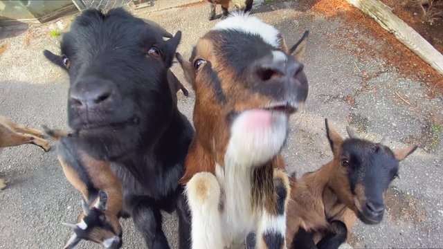 hungry and greedy goats in the zoo that are fed. the goats climb to the man to get to the food.