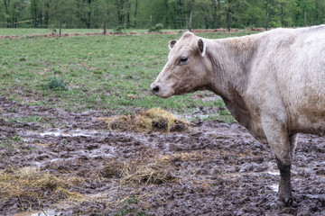 white cream cow in feed lot pasture