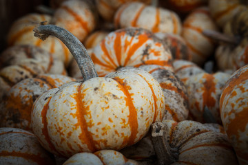 Harvested pumpkins on an autumn evening at a pumpkin patch in  Southern Oregon