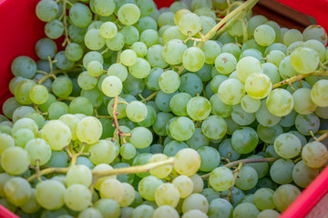 Fresh grapes for sale at a local farmer's market in Southern Oergon