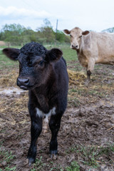 cow and calf on farm mom and baby black and cream