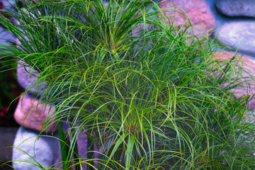 Papyrus plant in home garden.