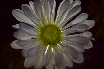 White Daisy with Backlight, Close-Up