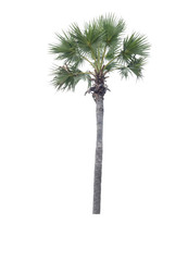 Isolated sugar plam trees on white background.