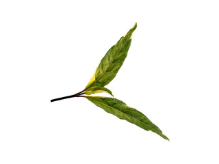 Tree with green leaves. Green leaf on white background.