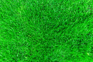 Close up top view Green grass texture background, Park green lawn texture	