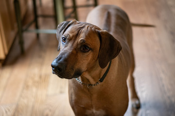 Portrait of Rhodesian Ridgeback dog