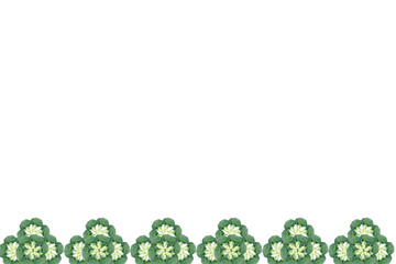 Fresh Broccoli Pattern on white background