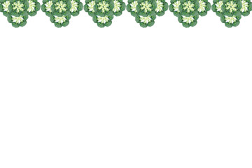 Fresh Broccoli Pattern on white background