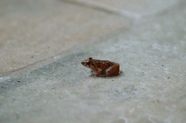 small frog in a big world