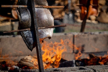 Salmon being  grilled over an open fire using a traditional native american technique at an event...