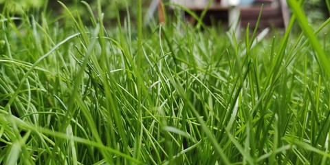 Gras