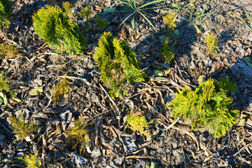 Beautiful and bright thuja orientalis, Aurea Nana seedlings with yellow leaves on the ground lit by the bright autumn sun.