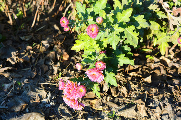 Bright and fragrant purple flowers, autumn chrysanthemums blossom with sunlight. Large street bushes of chrysanthemums from the courtyard of the house, a beautiful plant and street decoration.