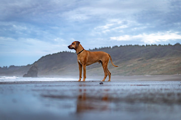 Rhodesian Ridgeback dog playing at a beach on the Oregon Coast