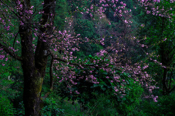 Flower blooming in Annapurna Conservation Area, Nepal