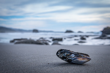 Close-up of empty mussel shell at a beach on the Oregon Coast