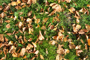 Bright juicy autumn grass with golden dry fallen leaves from trees lit by the rays of the sun.
