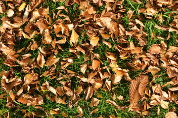 Bright juicy autumn grass with golden dry fallen leaves from trees lit by the rays of the sun.
